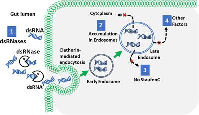 RNAi turns 25:contributions and challenges in insect science